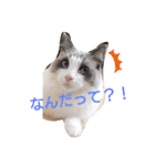 ラグドールスタンプ1（個別スタンプ：5）