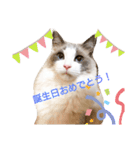 ラグドールスタンプ1（個別スタンプ：12）
