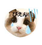 ラグドールスタンプ1（個別スタンプ：13）