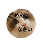 ラグドールスタンプ1（個別スタンプ：22）