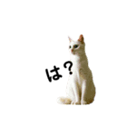 ねこぢたさんち♡（個別スタンプ：1）