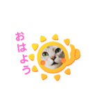 ねこぢたさんち♡（個別スタンプ：8）