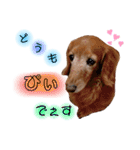我が家の愛犬ぴぃのスタンプ❤︎⚠️可愛いよ（個別スタンプ：1）