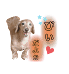 我が家の愛犬ぴぃのスタンプ❤︎⚠️可愛いよ（個別スタンプ：2）