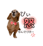 我が家の愛犬ぴぃのスタンプ❤︎⚠️可愛いよ（個別スタンプ：4）