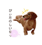 我が家の愛犬ぴぃのスタンプ❤︎⚠️可愛いよ（個別スタンプ：6）