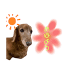 我が家の愛犬ぴぃのスタンプ❤︎⚠️可愛いよ（個別スタンプ：7）