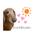 我が家の愛犬ぴぃのスタンプ❤︎⚠️可愛いよ（個別スタンプ：8）