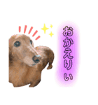 我が家の愛犬ぴぃのスタンプ❤︎⚠️可愛いよ（個別スタンプ：9）