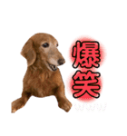 我が家の愛犬ぴぃのスタンプ❤︎⚠️可愛いよ（個別スタンプ：10）