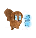 我が家の愛犬ぴぃのスタンプ❤︎⚠️可愛いよ（個別スタンプ：11）