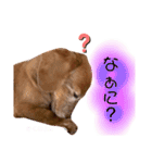 我が家の愛犬ぴぃのスタンプ❤︎⚠️可愛いよ（個別スタンプ：13）