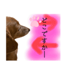 我が家の愛犬ぴぃのスタンプ❤︎⚠️可愛いよ（個別スタンプ：14）