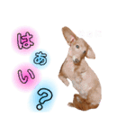 我が家の愛犬ぴぃのスタンプ❤︎⚠️可愛いよ（個別スタンプ：17）