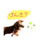 我が家の愛犬ぴぃのスタンプ❤︎⚠️可愛いよ（個別スタンプ：18）