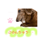 我が家の愛犬ぴぃのスタンプ❤︎⚠️可愛いよ（個別スタンプ：19）