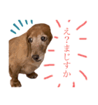 我が家の愛犬ぴぃのスタンプ❤︎⚠️可愛いよ（個別スタンプ：22）