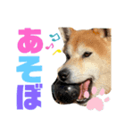 ともタロスタンプ（個別スタンプ：8）