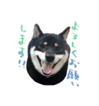 柴犬 空丸＆花丸 2（個別スタンプ：1）