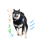 柴犬 空丸＆花丸 2（個別スタンプ：2）