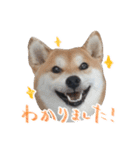 柴犬 空丸＆花丸 2（個別スタンプ：3）