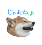 柴犬 空丸＆花丸 2（個別スタンプ：4）