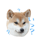 柴犬 空丸＆花丸 2（個別スタンプ：5）