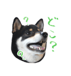 柴犬 空丸＆花丸 2（個別スタンプ：6）