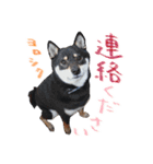 柴犬 空丸＆花丸 2（個別スタンプ：7）