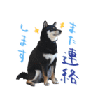 柴犬 空丸＆花丸 2（個別スタンプ：8）