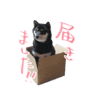柴犬 空丸＆花丸 2（個別スタンプ：9）