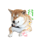 柴犬 空丸＆花丸 2（個別スタンプ：10）