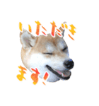 柴犬 空丸＆花丸 2（個別スタンプ：11）
