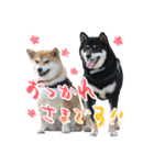 柴犬 空丸＆花丸 2（個別スタンプ：12）