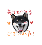 柴犬 空丸＆花丸 2（個別スタンプ：13）