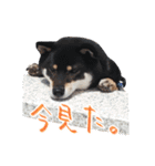 柴犬 空丸＆花丸 2（個別スタンプ：14）