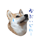 柴犬 空丸＆花丸 2（個別スタンプ：15）