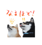 柴犬 空丸＆花丸 2（個別スタンプ：16）