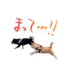柴犬 空丸＆花丸 2（個別スタンプ：18）