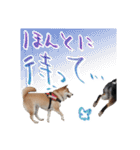 柴犬 空丸＆花丸 2（個別スタンプ：19）