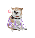 柴犬 空丸＆花丸 2（個別スタンプ：20）
