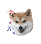 柴犬 空丸＆花丸 2（個別スタンプ：21）