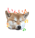 柴犬 空丸＆花丸 2（個別スタンプ：22）