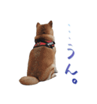 柴犬 空丸＆花丸 2（個別スタンプ：24）