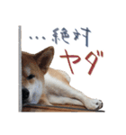 柴犬 空丸＆花丸 2（個別スタンプ：26）