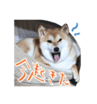 柴犬 空丸＆花丸 2（個別スタンプ：27）