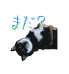 柴犬 空丸＆花丸 2（個別スタンプ：29）