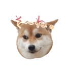 柴犬 空丸＆花丸 2（個別スタンプ：30）