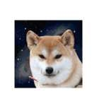 柴犬 空丸＆花丸 2（個別スタンプ：31）