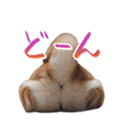 柴犬 空丸＆花丸 2（個別スタンプ：32）